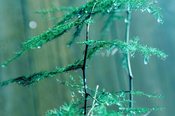 Pluie laissant des Gouttes sur l arbre