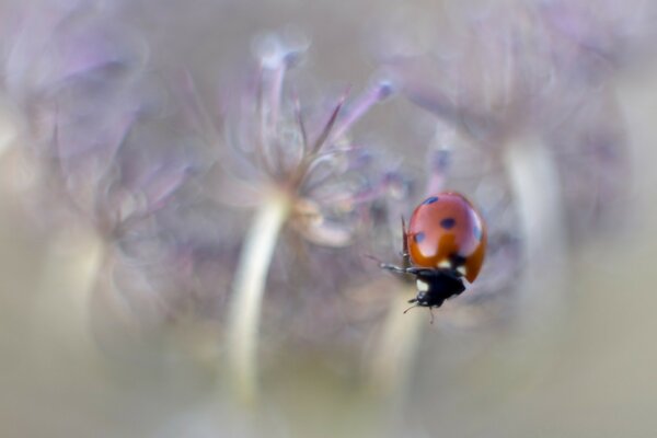 Ladybug on a blurry flower background