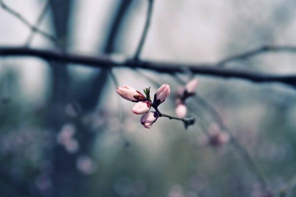 Frühlingsrosa Knospen auf einem Ast