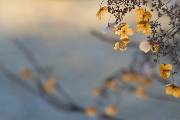 Auf einem verschwommenen Hintergrund goldene Blumen