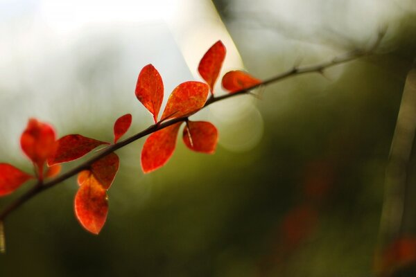 Imagens macro de folhas vermelhas na natureza