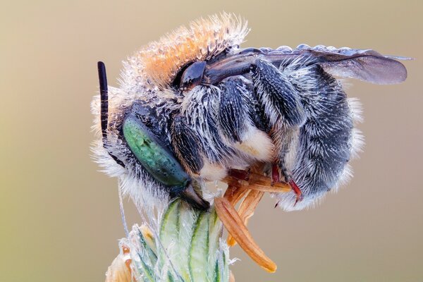 Macro-abeille extraction nectar