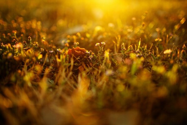 Reflections of the sun on the grass