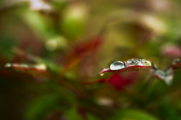 Flora, gotas de lluvia en una hoja