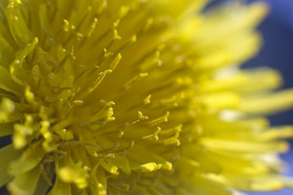 Macro de fleurs jaunes en été