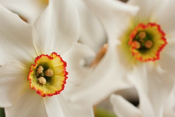 Fotografia macro di un fiore bianco con stami