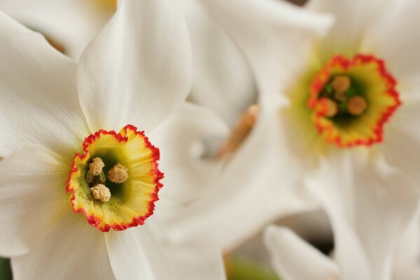 Макросъемка белого цветка с тычинками