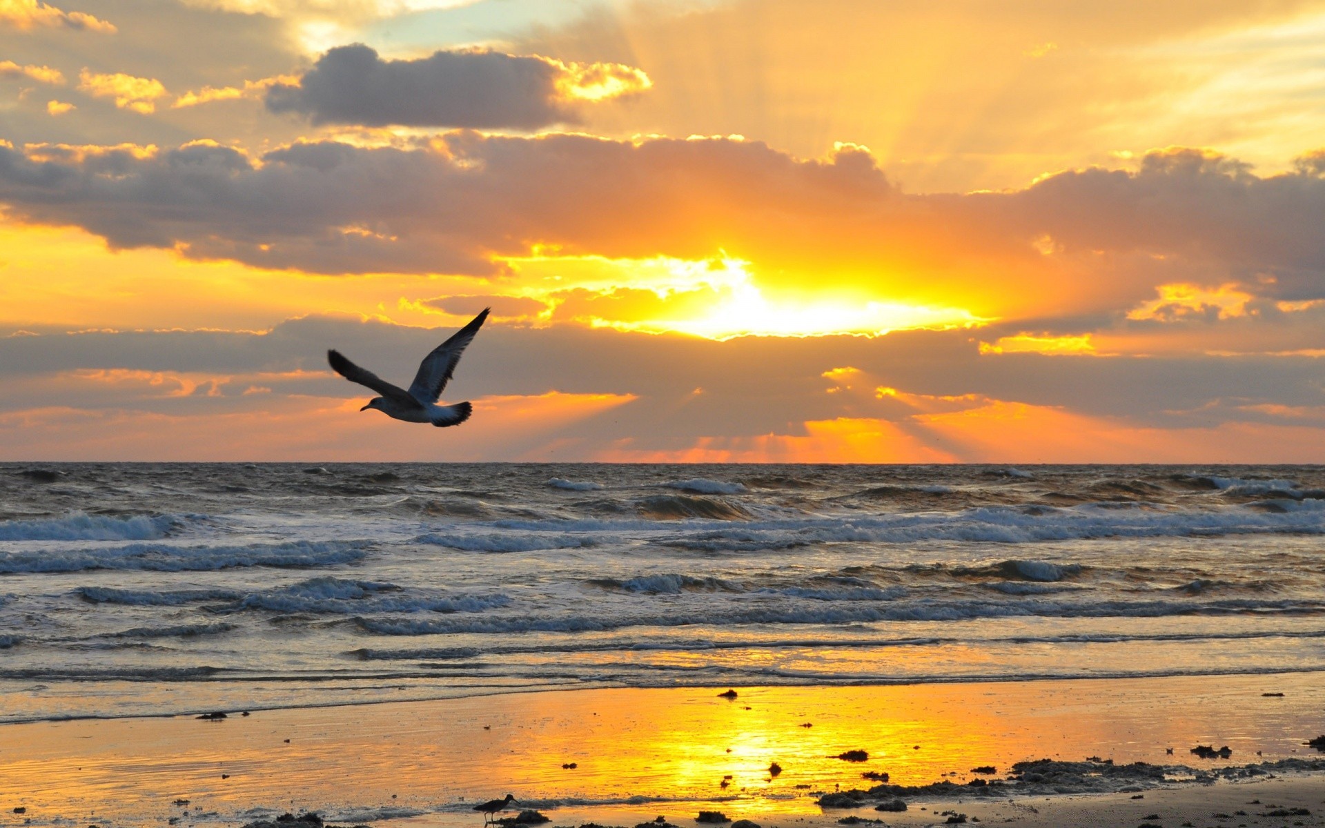 meer und ozean sonnenuntergang sonne wasser dämmerung meer ozean dämmerung strand himmel abend möwen gutes wetter sommer natur