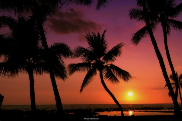 Praia. Palmeira. Crepúsculo. Féria