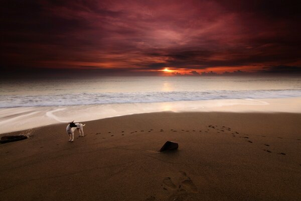 Der Hund auf dem Hintergrund des purpurroten Sonnenuntergangs