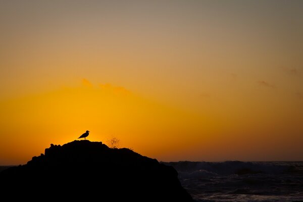 Ein Vogel auf einer Insel. Morgendämmerung am Meer