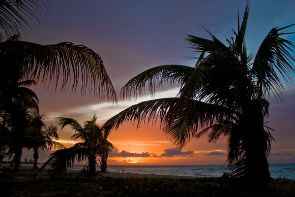 Noche tropical en la playa entre palmeras