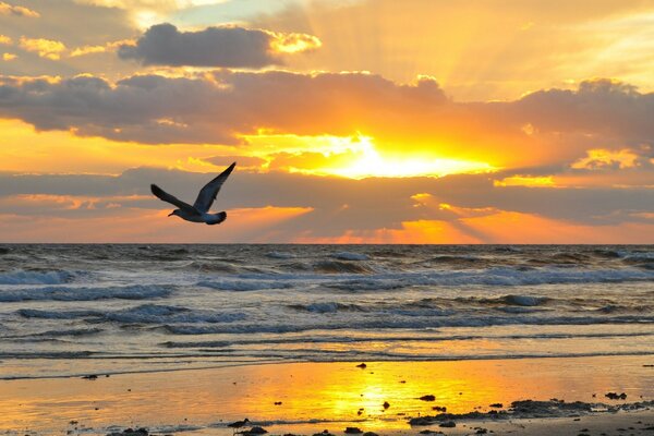 The bird flies against the background of sea waves and sunset