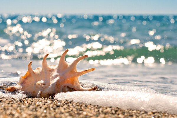 Shell in macro on the background of sea waves