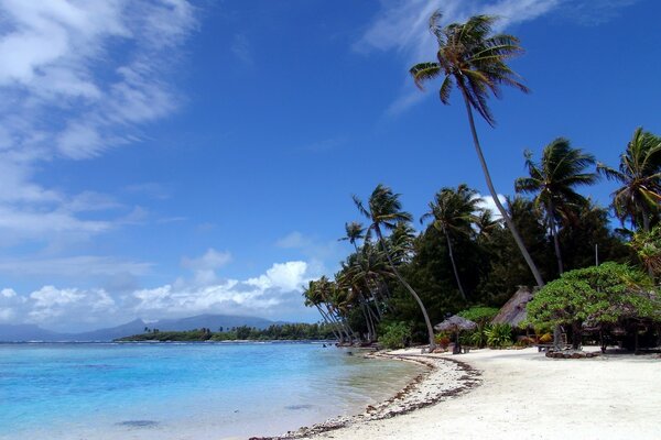 Exotic landscape. Palm trees leaning over the sea