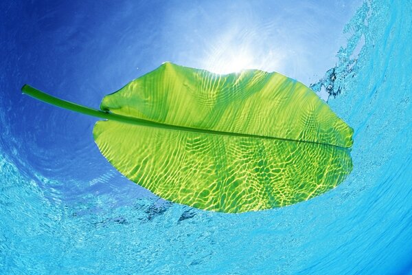 A leaf of a tropical tree in the crystal waters of the ocean