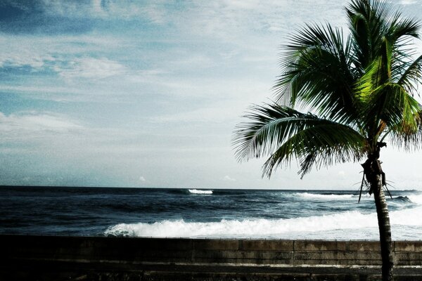 Eine Palme am Strand am Meer steht