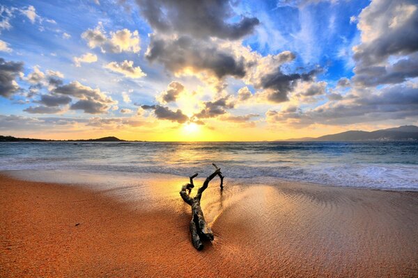 An oceanic beach at sunset, a lonely snag thrown by the sea on the sand, the sky in the clouds