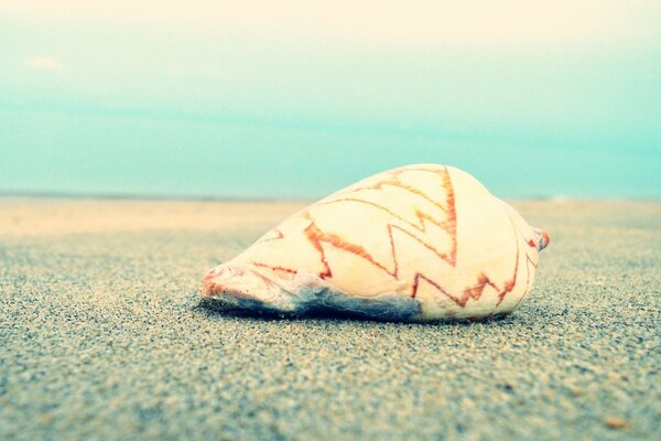 Seashell on the beach on the ocean