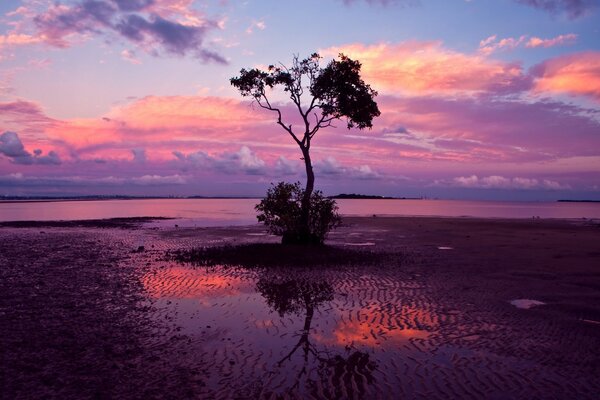 Crepuscolo lilla e albero solitario sull acqua