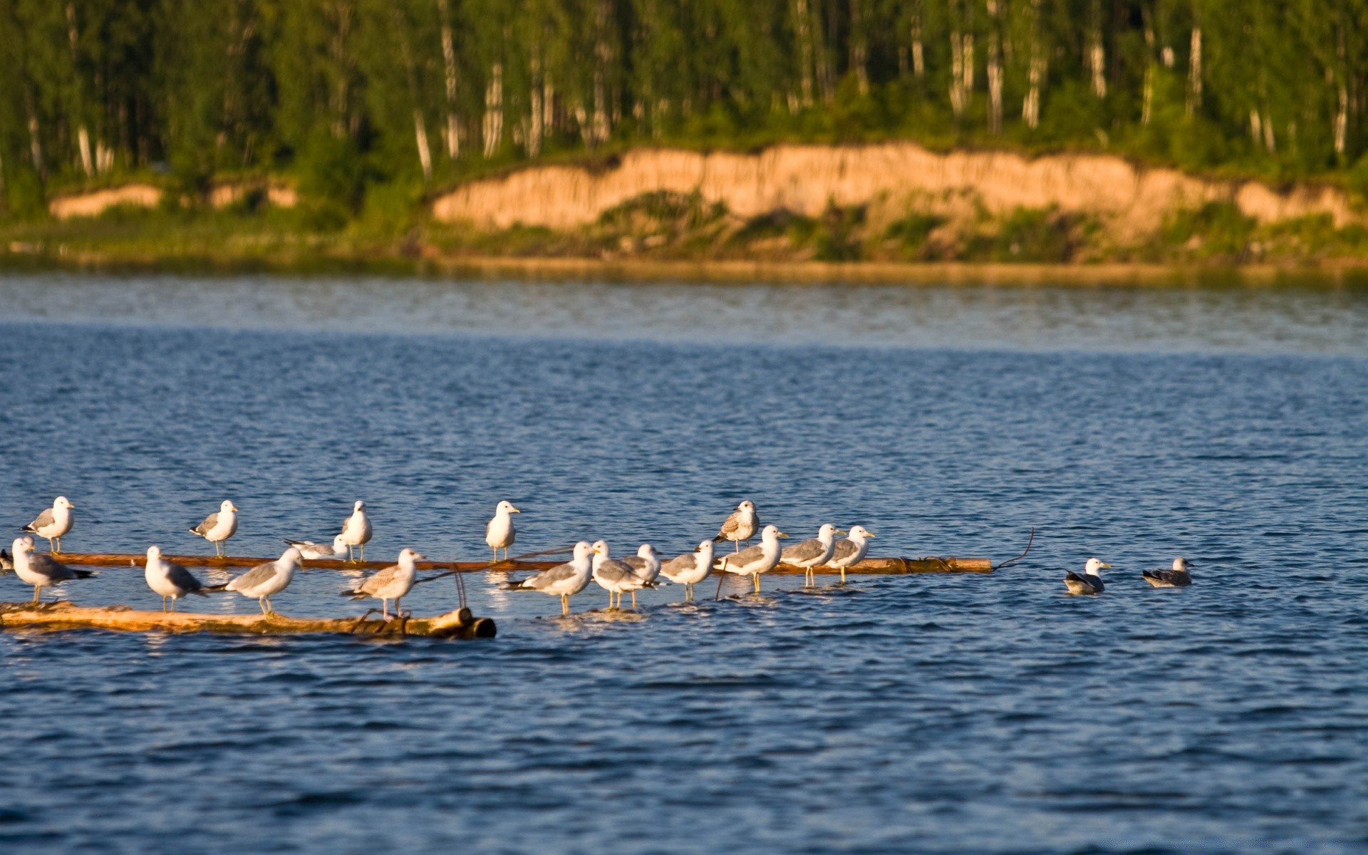 sea and ocean water bird outdoors lake nature river travel duck waterfowl reflection swimming wildlife