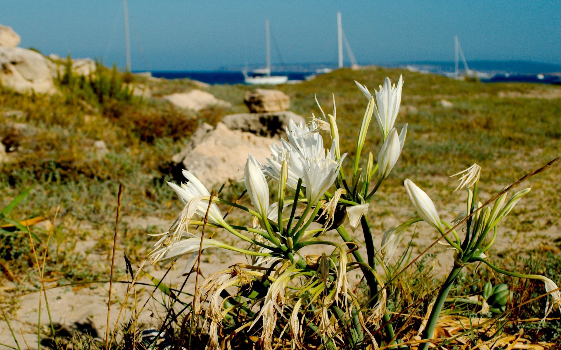 sea and ocean nature grass field summer outdoors sun landscape flower flora fair weather sky rural hayfield growth sunny season dawn