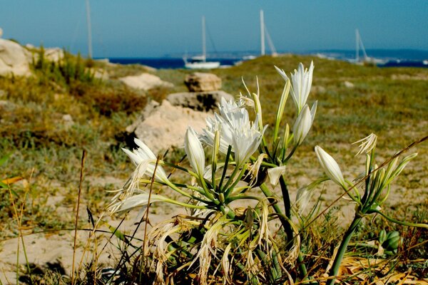 Flor solitaria en un campo rocoso