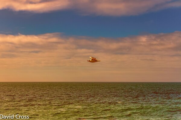 A seagull flying over the green ocean