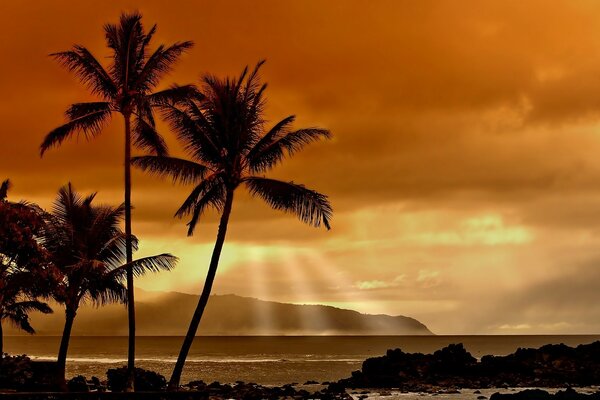 Puesta de sol romántica junto con palmeras en el mar