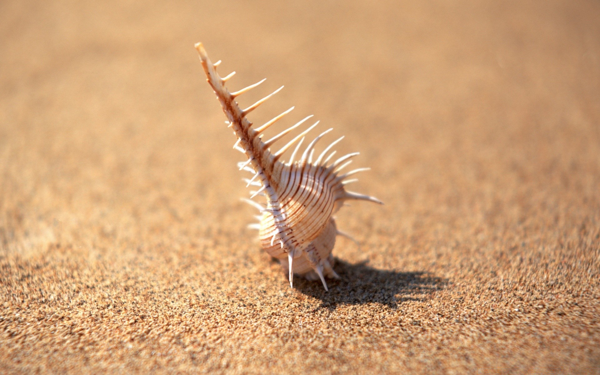 mer et océan sable plage nature désert mer été gros plan à l extérieur la faune peu sec