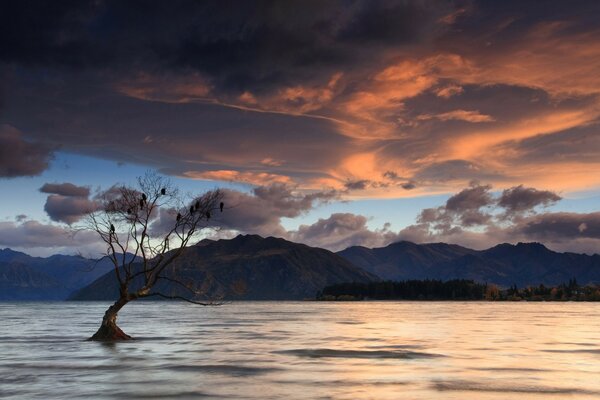 Sonnenuntergang auf dem Wasser. Versunkener Baum