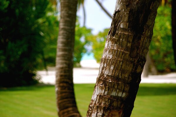 Tronc d arbre sur fond de verdure