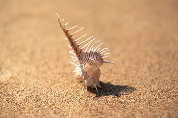 Seashell on a sandy beach