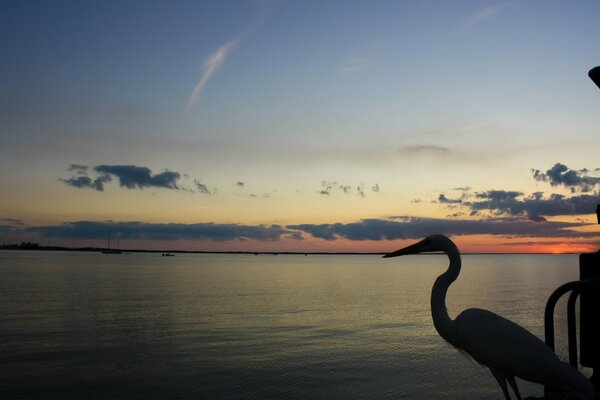 Garza al atardecer antes de la superficie del agua