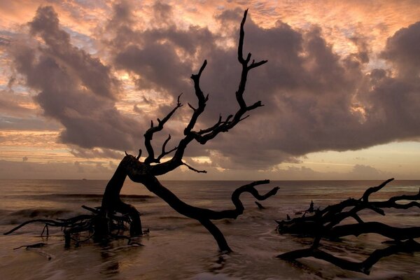 Dead dry tree on the beach by the sea