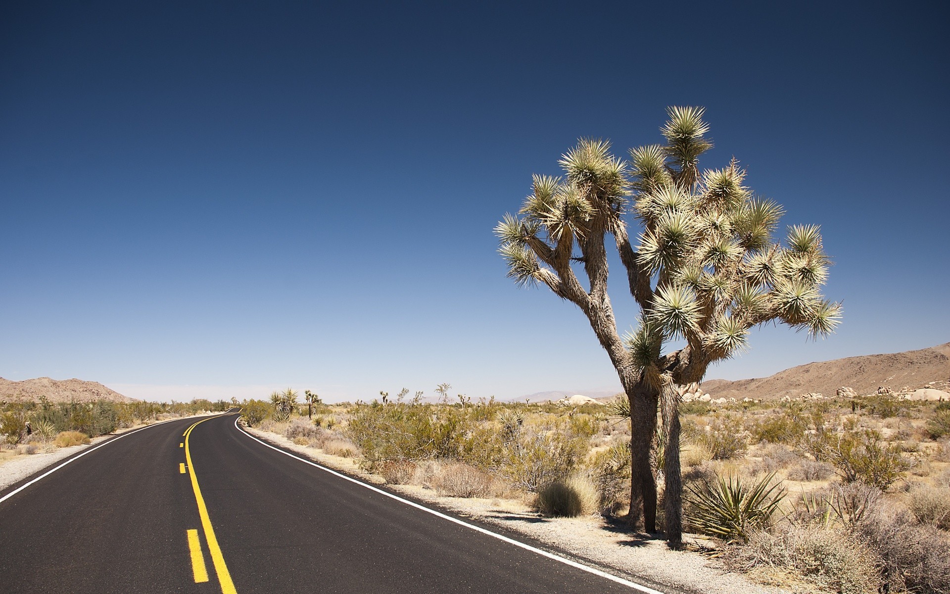 pustynia droga krajobraz podróże niebo na zewnątrz natura drzewo autostrada asfalt kaktus suchy mojave arid yucca światło dzienne przewodnik pilot