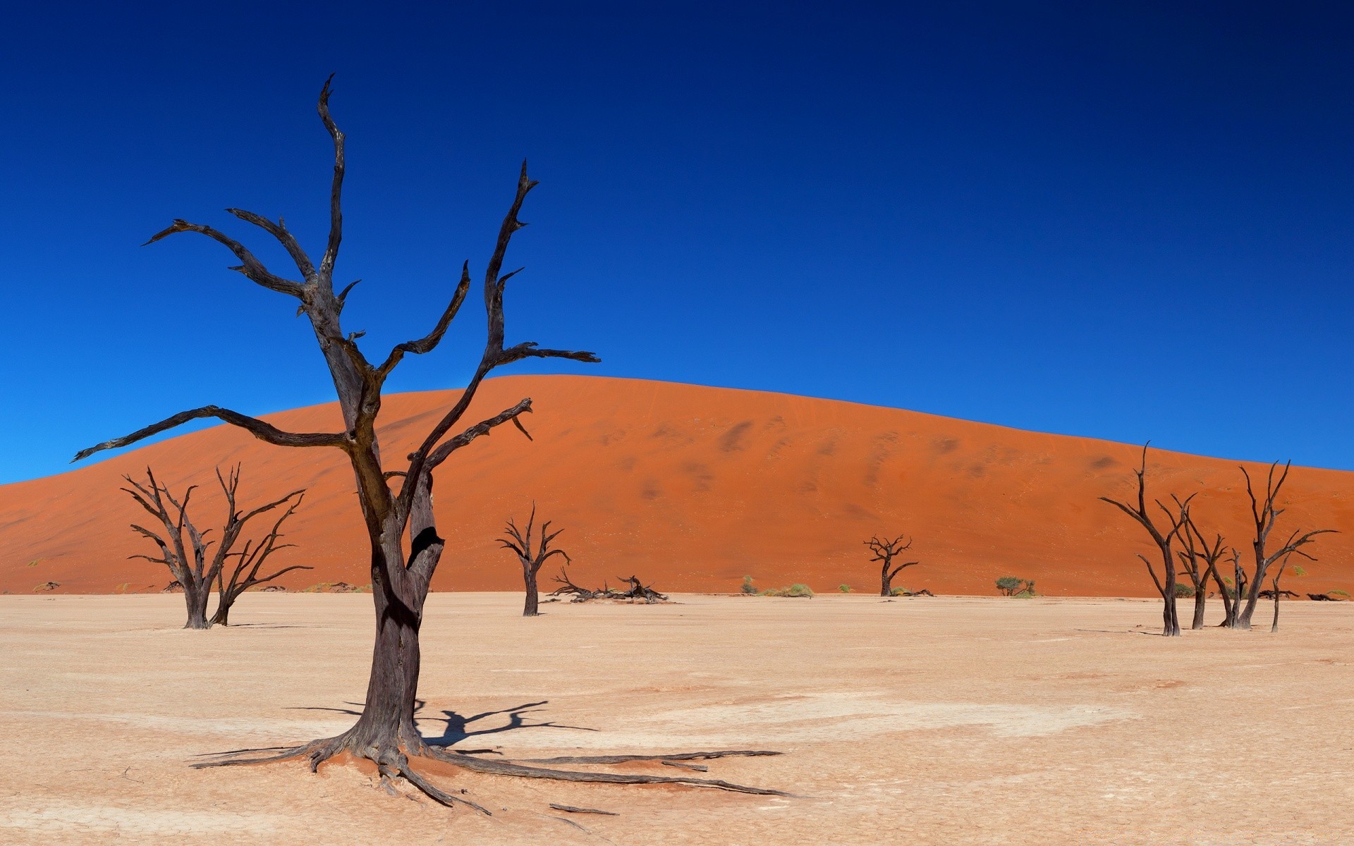 desert dry arid susza bezowocny piasek gorąca wydma krajobraz podróż niebo natura drzewo na zewnątrz pojedyncze ciepłe zdalne