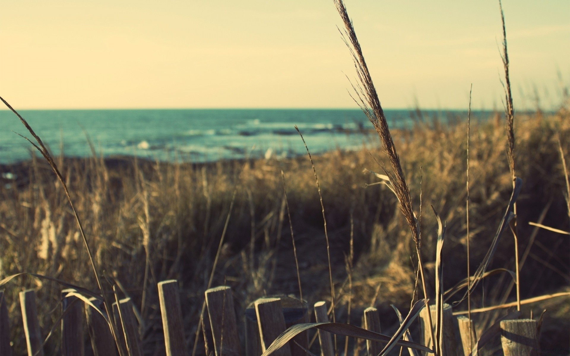 sea and ocean landscape sunset sky reed dawn cereal water nature lake field outdoors grass evening sun crop beach gold wheat summer