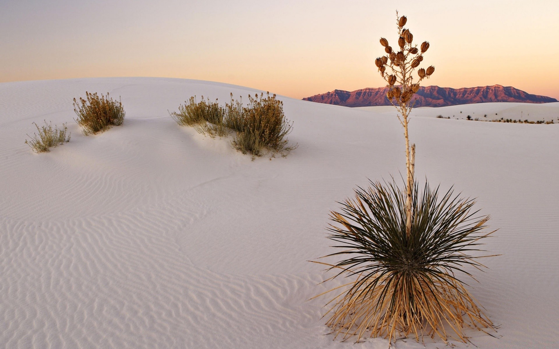 deserto inverno neve albero paesaggio all aperto cielo natura tempo luce del giorno freddo sabbia viaggi acqua scenic dune gelo