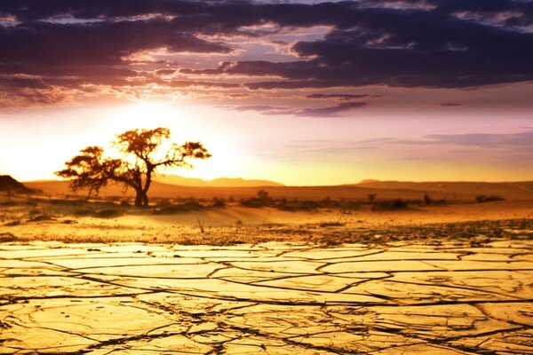 The sun in the desert, a tree at sunset