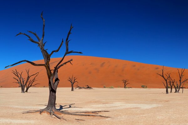 Ultramarine sky on the background of a desert landscape