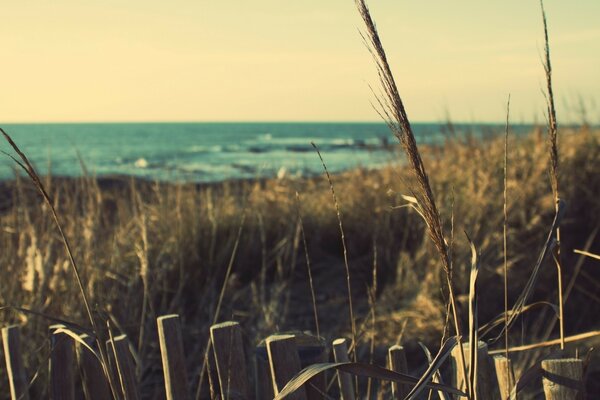 Dead grass in the autumn coast