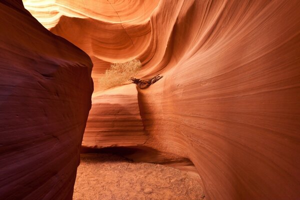 Antílope en un cañón de arena del desierto