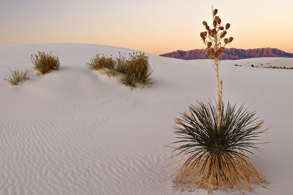 Invierno en el desierto al aire libre