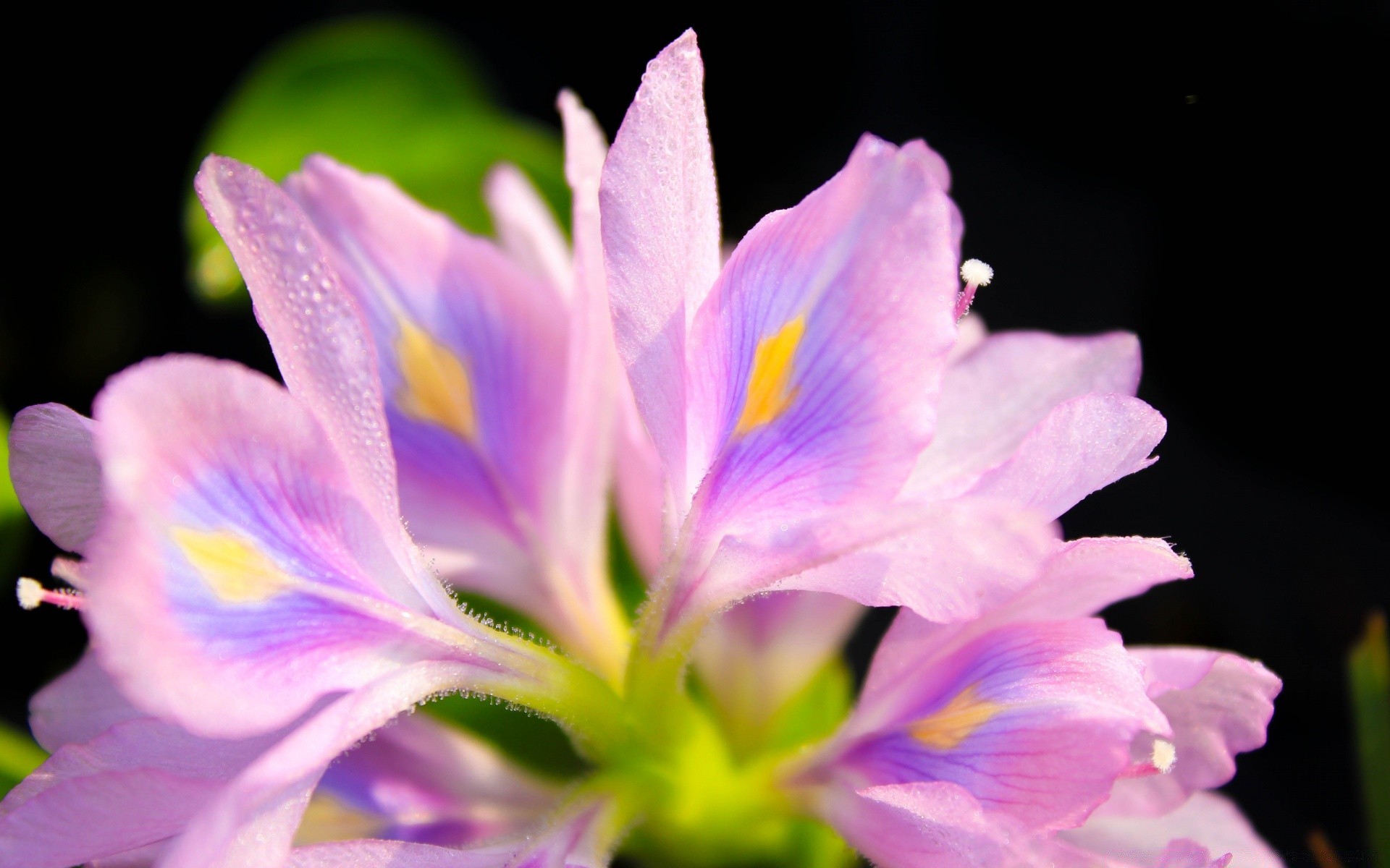 fleurs fleur nature flore pétale jardin bluming couleur belle floral feuille été lumineux délicat gros plan