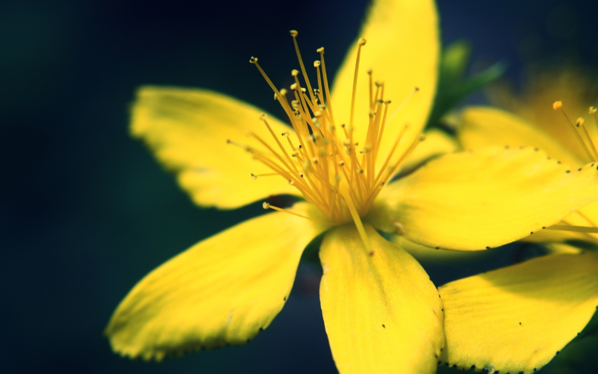 kwiaty natura kwiat flora lato na zewnątrz liść płatek ogród