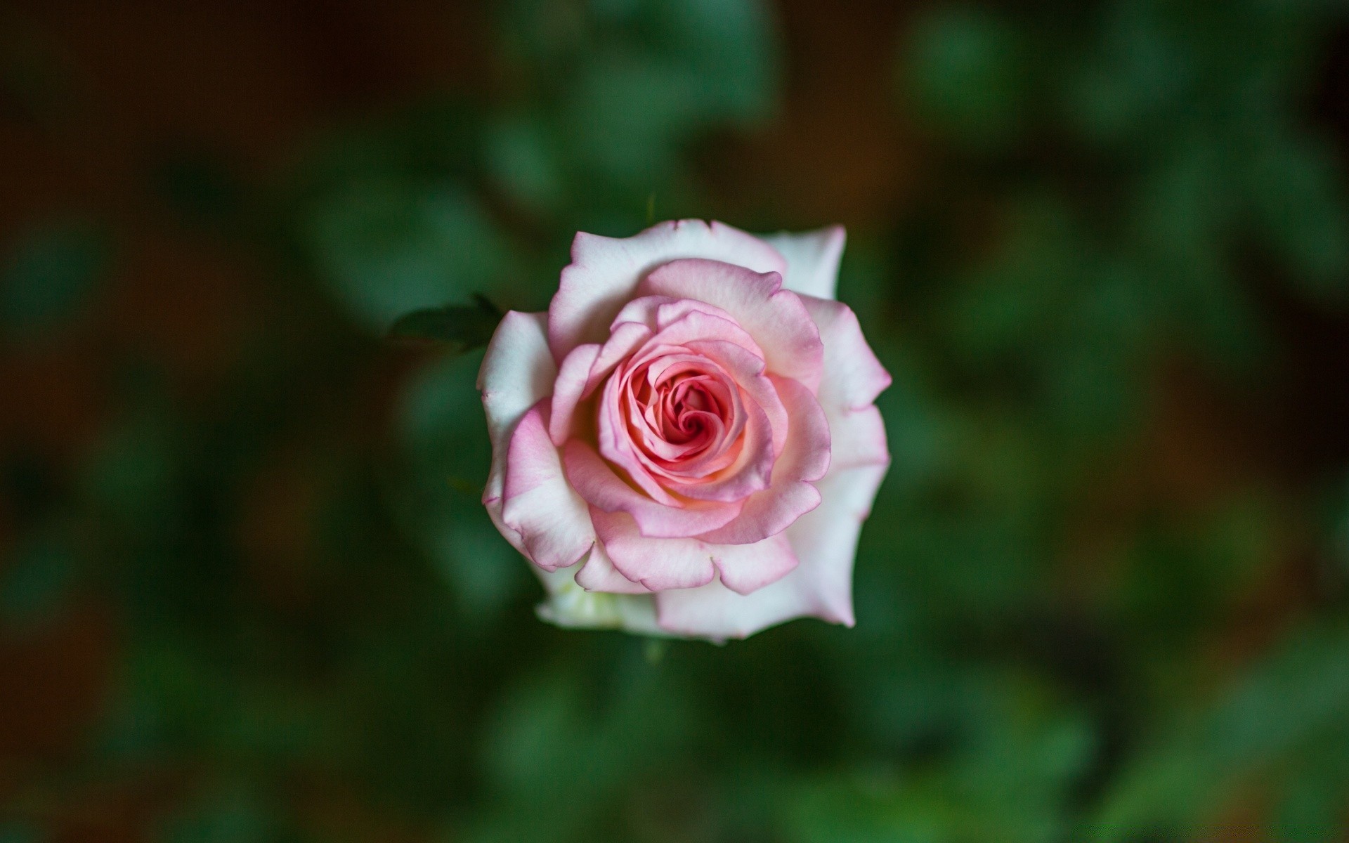 fiori fiore rosa petalo natura flora fiore amore foglia floreale romanticismo matrimonio giardino romantico bello colore estate luminoso bouquet amico