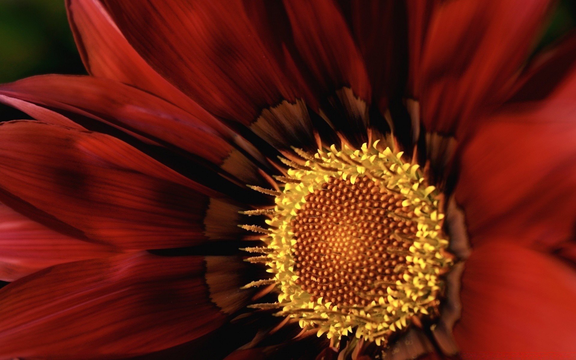 çiçekler çiçek flora doğa renk petal güzel parlak çiçek yaz yakın çekim bahçe çiçeklenme masaüstü yaprak