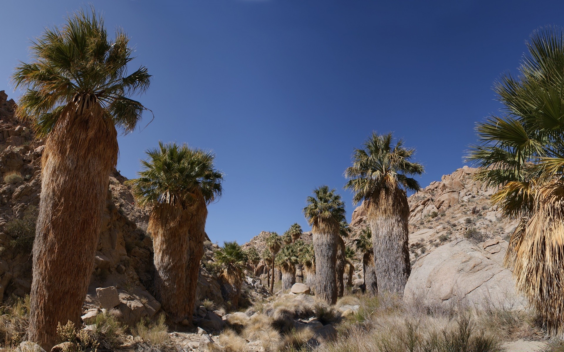 desert travel tree palm sky outdoors tourism oasis tropical sand nature landscape vacation exotic summer daylight