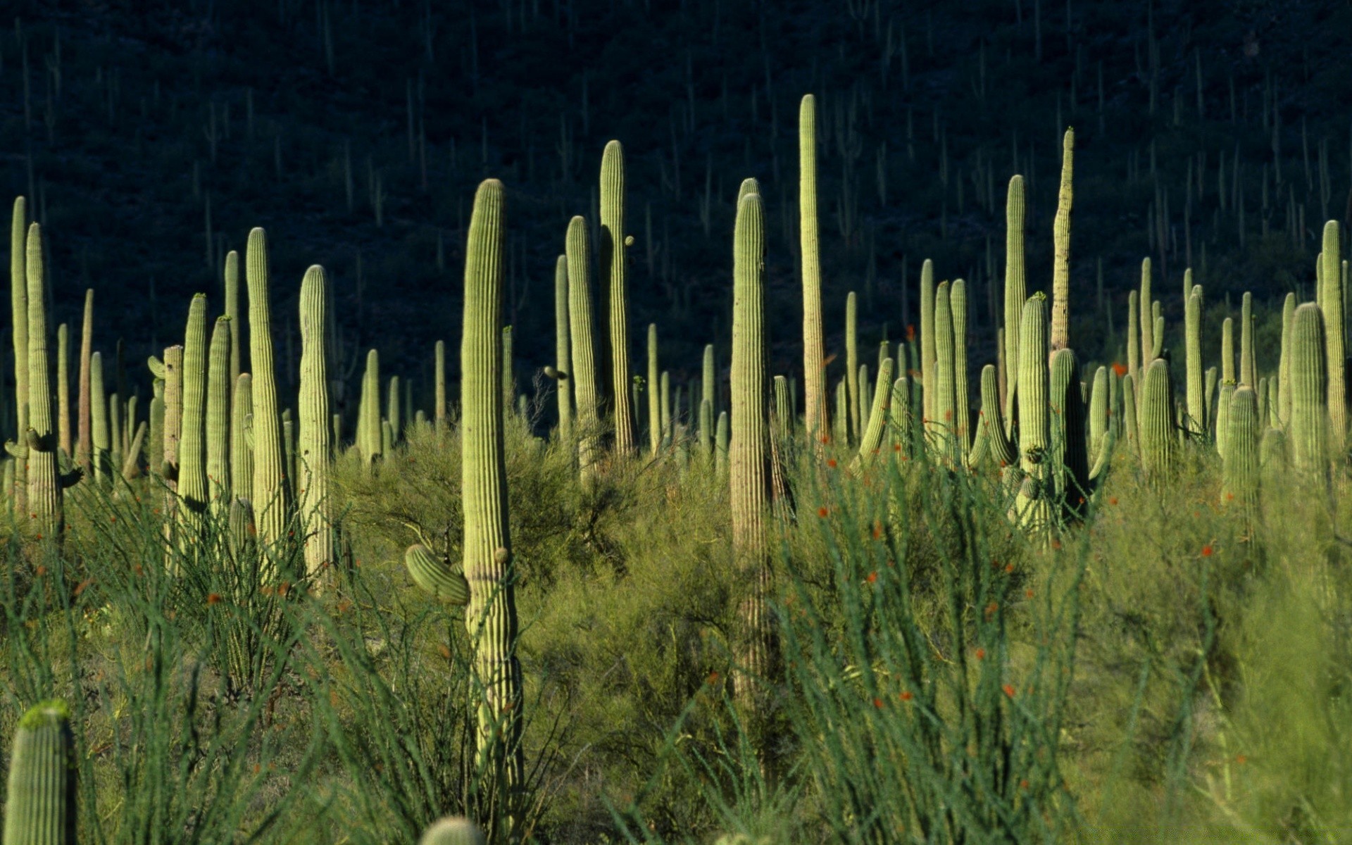 desert nature flora landscape cactus outdoors tree desktop growth wood color